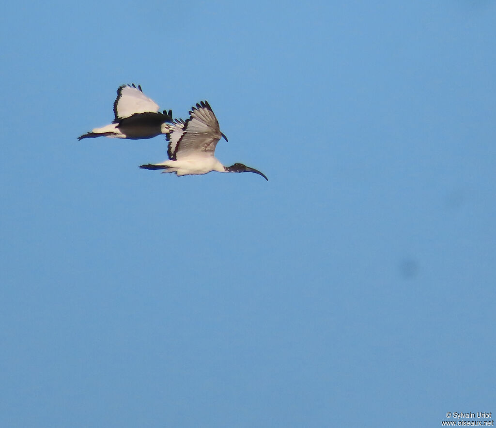 Ibis sacréadulte