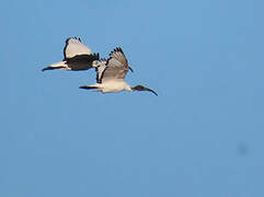 African Sacred Ibis