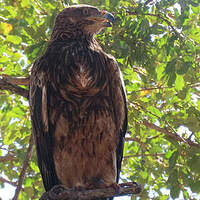 Aigle ravisseur