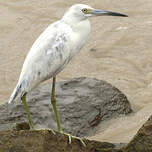 Aigrette bleue