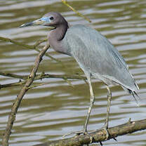 Aigrette bleue