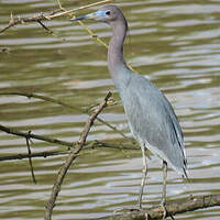 Aigrette bleue