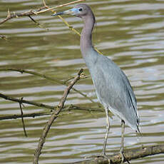 Aigrette bleue