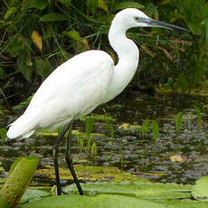 Aigrette garzette