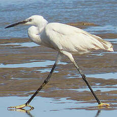 Aigrette garzette