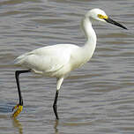 Aigrette neigeuse