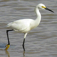 Aigrette neigeuse