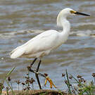 Aigrette neigeuse