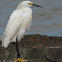 Aigrette neigeuse