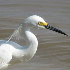 Aigrette neigeuse