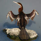 Anhinga d'Afrique
