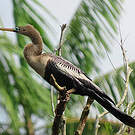 Anhinga d'Amérique