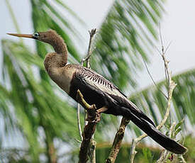 Anhinga d'Amérique