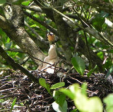 Anhinga d'Amérique