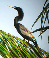 Anhinga d'Amérique