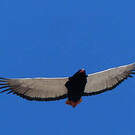 Bateleur des savanes