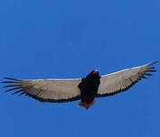 Bateleur des savanes