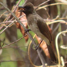Bulbul des jardins
