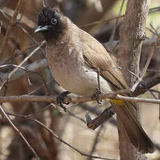 Bulbul tricolore