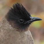Bulbul tricolore