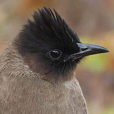 Bulbul tricolore