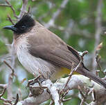 Bulbul tricolore
