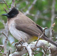 Bulbul tricolore