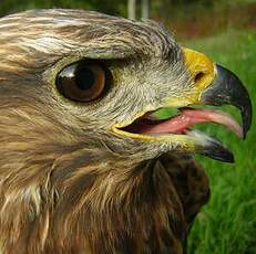 Buse variable