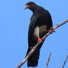 Caracara à gorge rouge