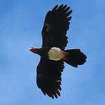 Caracara à gorge rouge