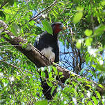 Caracara à gorge rouge