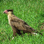 Caracara du Nord