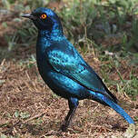 Choucador à oreillons bleus