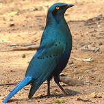 Choucador à oreillons bleus