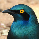Choucador à oreillons bleus