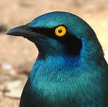 Choucador à oreillons bleus