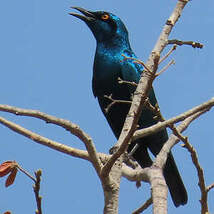 Choucador de Swainson