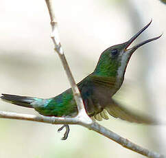 Colibri avocette