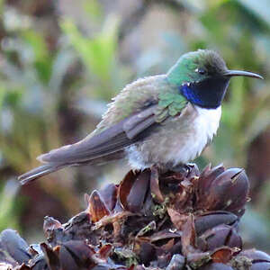 Colibri d'El Oro