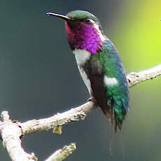 Colibri de Berlepsch