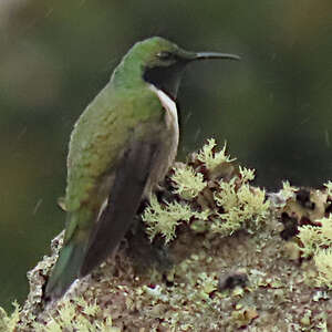 Colibri de Stolzmann