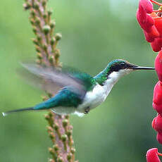 Colibri oreillard