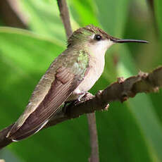 Colibri rubis-topaze