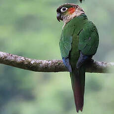 Conure à col blanc