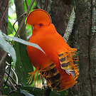 Coq-de-roche orange