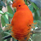Coq-de-roche orange