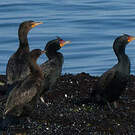 Cormoran couronné
