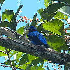 Cotinga de Daubenton