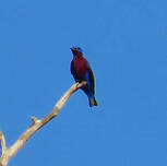 Cotinga de Daubenton