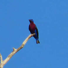 Cotinga de Daubenton